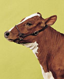 A photo of a brown and white cow against a green background