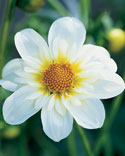 A tightly-cropped flower photo