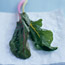 Spring Greens Recipes