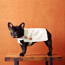 Suede Doggie Coat