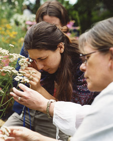 Guide to Herbalism Education: Southeast