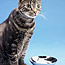 Pet Food Tips