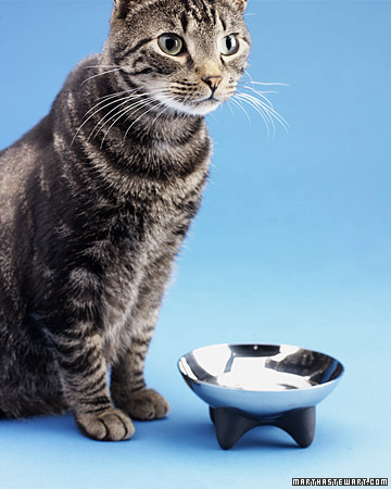 Healthy Pet Food Tips