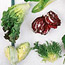 Salad Greens