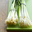 Scallions