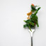 Broccoli Rabe