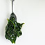 Spinach with Nutmeg