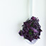 Sweet-and-Sour Cabbage