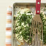 Baked Tilapia