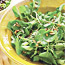 Watercress Salad