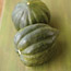 Acorn Squash
