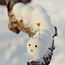 Snowball Caterpillar
