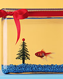 Santa Pets Photo Contest