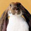 Bunnies with Marc Morrone