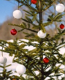 Boughs of Snowballs