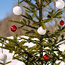 Boughs of Snowballs