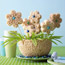 Delectable Daisies