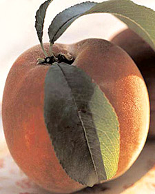 Peach Recipes