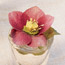Hellebores