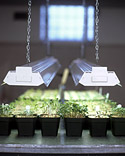 Seed Starting 101