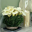 Lilies and Needles