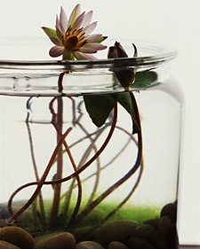 Indoor Water Gardens