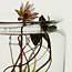 Indoor Water Gardens