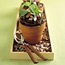 Flowerpot Cakes