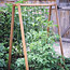 A-Frames