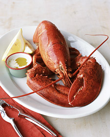 Lobster 101