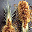 Gratineed Pineapple