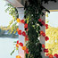 Outdoor Party Decor