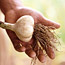 Garlic 101