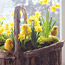 Easter Chicks