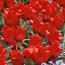 Species Tulips