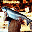Fish, Catch of the Day