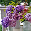 60 Great Ideas for the Garden