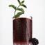 Blackberry-Mint Julep