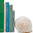 Seashell Bookends