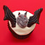 Vampire Bat