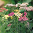 Easy Perennials