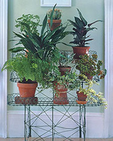 Repotting Houseplants