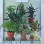 Repotting Houseplants