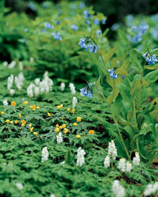 Spring Ephemerals