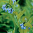 Spring Ephemerals