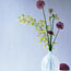 Astonishing Alliums
