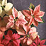 Crepe Paper Poinsettia
