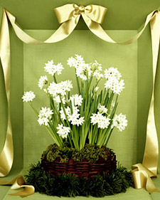 Paperwhites Basket