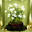 Paperwhites Basket