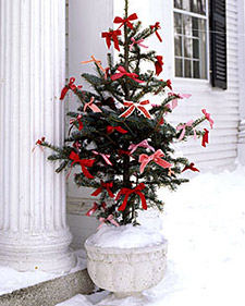 Rescued Ribbon Tree
